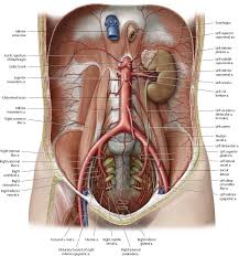Thoracic aorta, abdominal aorta, iliac arteries veins: Arteries Veins Atlas Of Anatomy