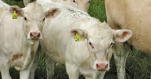 Pests are a constant threat to the economical production of food crops and animals. Sweetlix Fly Control Strategies For Cattle And Horse Owners