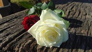 Image result for free images of roses