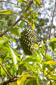 Image result for Annonaceae