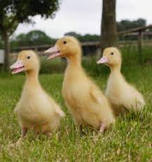 Keeping And Caring For Ducks As Pets Pets Pet Ducks Cute Ducklings
