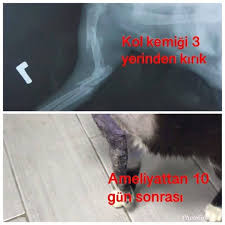 Deniz Pet Veteriner Klinigi