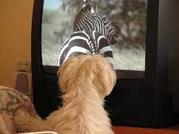 Animal Watch Dog Technology Dogs Sweet Dogs