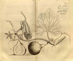 Image result for Lagenaria rufa