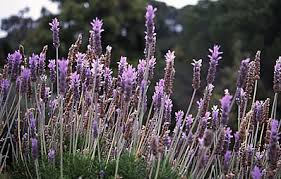 Der hügelige landstrich im norden brandenburgs wird auch toscana des nordens genannt, nun die pflanzen sind eigentlich auch einfach zu ernten. Gartenbedarf Versand Richard Ward Lavendel Zuruckschneiden Ernten
