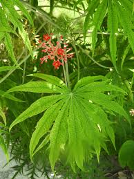 Image result for Jatropha multifida