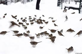 Image result for images birds on the snow