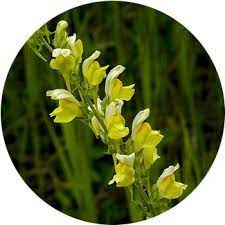 We did not find results for: 33 Types Of Yellow Flowers Proflowers Blog