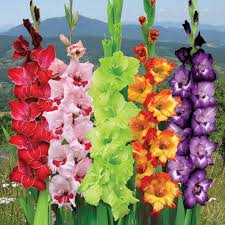 When to plant gladiolus start planting the gladiolus in the spring, after the danger of frost has passed and the soil has heated up to at least 55 ° f (13 ° c). How To Plant Gladiolus Bulbs Correctly