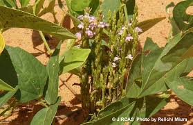 Image result for Striga gesnerioides