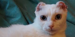 If you have just received the bad news that your cat is fighting cancer, know that we are very sorry and hope that this text will help you better understand how to detect a tumor in a cat? How To Help Cats With Skin Cancer Catster