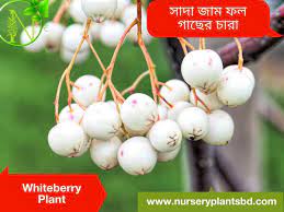 Maybe you would like to learn more about one of these? Whiteberry Sada Jam Fruit Tree Plants Fruit Tree Flower Plants Garden Wholesale Nursery Near Me
