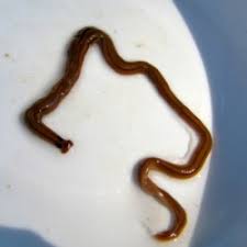 One of the most common worm infections in people worldwide, ascariasis is uncommon in the united states. How Long Can Worms Live Under Water All About Worms