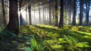 We did not find results for: Forest Woodland Sunlight Sunbeam Morning Fern 8k Uhd Trees Green Nature 8k Wallpaper Hdwallpaper Desktop Forest Photography Nature Forest