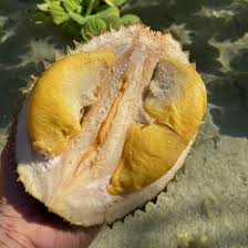 The mao shan wang durian's flesh has an unusual combination of both bitter and sweet flavours, resulting in a unique taste that many go crazy for. Black Thorn Durian Limited Miami Fruit