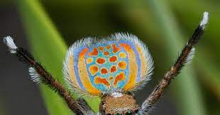 Madeline girard, a graduate student at uc berkeley, discovered the two species while in the field, nicknaming the brightly colored spider sparklemuffin and the other skeletorus after its. Return Of The Dancing Peacock Spiders Wired