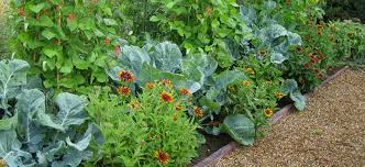 Companion Planting For The Veggie Garden Contours Landscapes