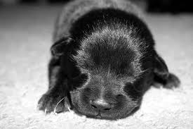 Newborn puppy crying sound choose puppy food puppies need food specially designed for their smaller bodies. Fading Puppy Syndrome Prevention And Treatment Animalso