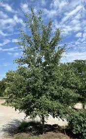 Image result for Prairie Gold