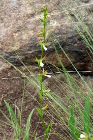 Image result for Neobolusia