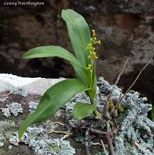 Image result for Polystachya concreta