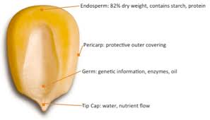 7 3a Composition Of Corn And Yield Of Ethanol From Corn Egee 439 Alternative Fuels From Biomass Sources
