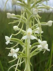 Image result for Habenaria zambesina