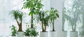 10 plantas que purifican el aire de tu casa. Piante Da Ufficio Quale Scegliere Alte Da Scrivania E Che Purificano L Aria