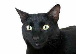 this item is unavailable etsy cats cat face animals