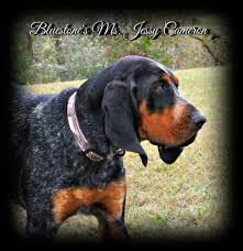 Below is the list of puppy for sale ads on our site. Bluestone Bluetick S Bluetick Coonhound Breeder In Princeton West Virginia