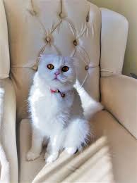 Scottish Fold British Kedi Sahipleri Sahiplendirme Home Facebook