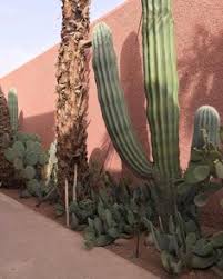 Shop online for all your home improvement needs: 7 Plants Ideas Plants Cactus Plants Cactus