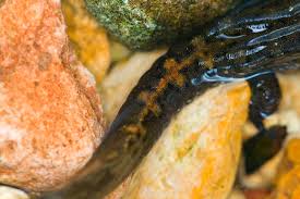 Image result for Elatostema monticola