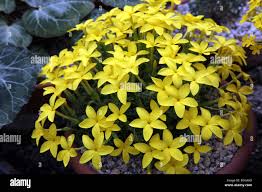 Image result for Sebaea sedoides