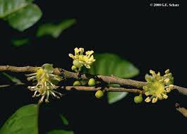 Image result for Putranjivaceae