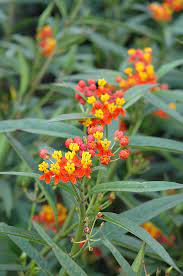 These silky red tropical have red buds that open into striking flowers that are both yellow and orange making tropical milkweed has 3 color identifier names. Red Butterfly Milkweed Asclepias Curassavica Red Butterfly In Columbus Dublin Delaware Grove City Gahanna Bexley Ohio Oh At Oakland Nurseries Inc