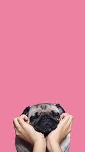 Pin De Busra En Benim Pantalla De Perro Fondos De Pantalla Perritos Iphone Fondos De Pantalla