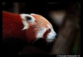 Are you searching for red panda png images or vector? Red Panda Profile By Tvd Photography Red Panda Cute Animals Cute Animal Pictures
