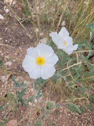 Image result for Argemone