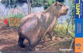 I think a_capybara and i need to take a trip to uruguay now. Tarjeta Telefonica Carpincho Antel Uruguay 1999 Chip Mamiferos Tar Uy Antel Tc 090a 1