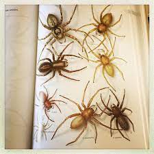 Spot crab spiders by their large, rounded abdomens. Things That Delight Me Common Spiders Of North America