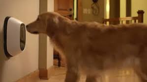 Maybe you would like to learn more about one of these? Want To Video Message Your Dog From The Office Use Pet Chatz Daily Mail Online