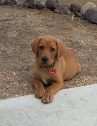 They have been wormed at two and five weeks and again at eight weeks. Wildrose Sir Winston Our Fox Red Labrador Golden Retriever Retriever Puppy Red Labrador
