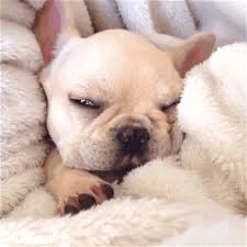 These are just a few of our favorite french bulldog memes. French Bulldog Sleeping Page 1 Line 17qq Com