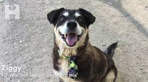 Potential adopters may contact mwd.adoptions@us.af.mil for more information on adopting a retired military working dog. Adopt Ziggy At The San Antonio Humane Society Youtube