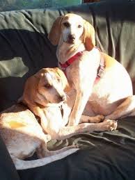 English coonhound and the redtick pictures videos how to find a american english coonhound and find. American English Coonhound Information Dog Breed Information And Pictures
