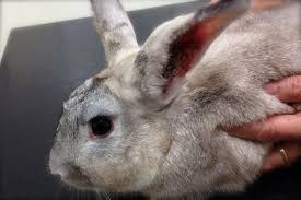 Image result for scabies rabbits ears