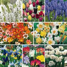Great savings & free delivery / collection on many items. 100 Days Of Colour Collection Garden Express