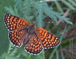 Image result for Melitaea cinxia