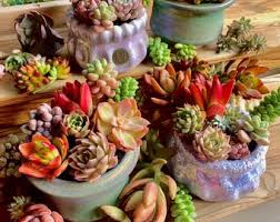 Image result for Trochomeria